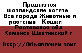 Продаются шотландские котята - Все города Животные и растения » Кошки   . Ростовская обл.,Каменск-Шахтинский г.